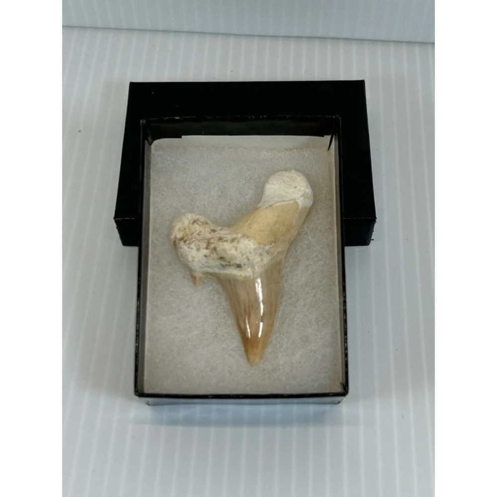 Petrified Shark Tooth Gift in Box